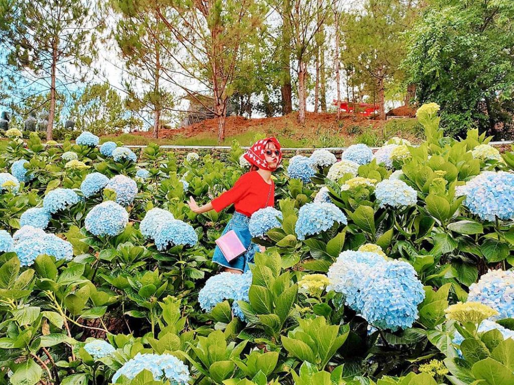 Cẩm tú cầu Đà Lạt